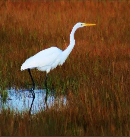A great egret stands among grasses in the Great Swamp.